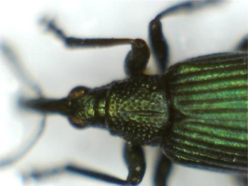 Réf. 182 567 : Pseudoprotapion astragali